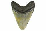 Fossil Megalodon Tooth - North Carolina #158223-2